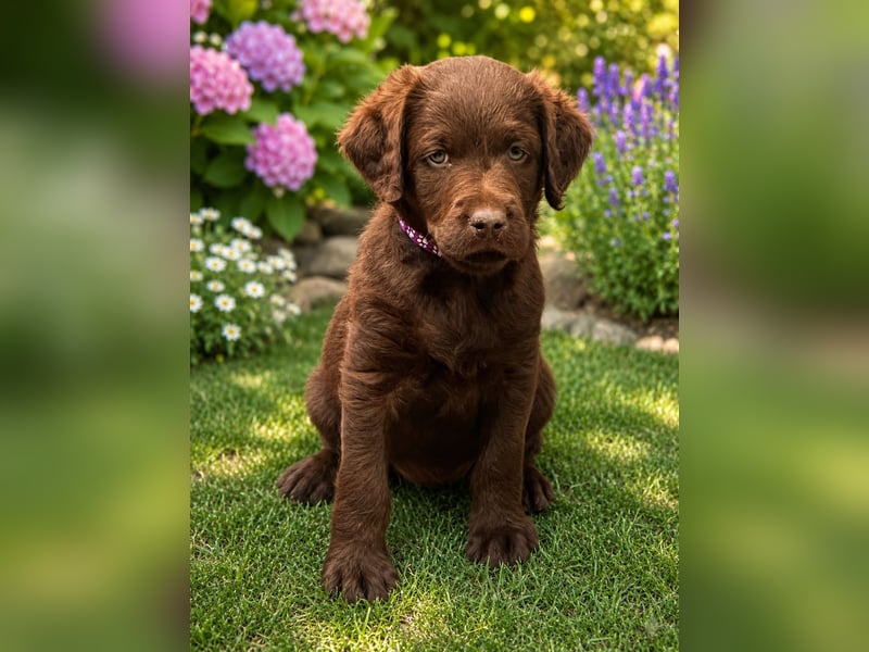 Leopard Labradoodle F1  Welpen ab sofort abzugeben