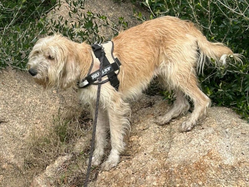 Biondo - DEN will man nicht mehr missen
