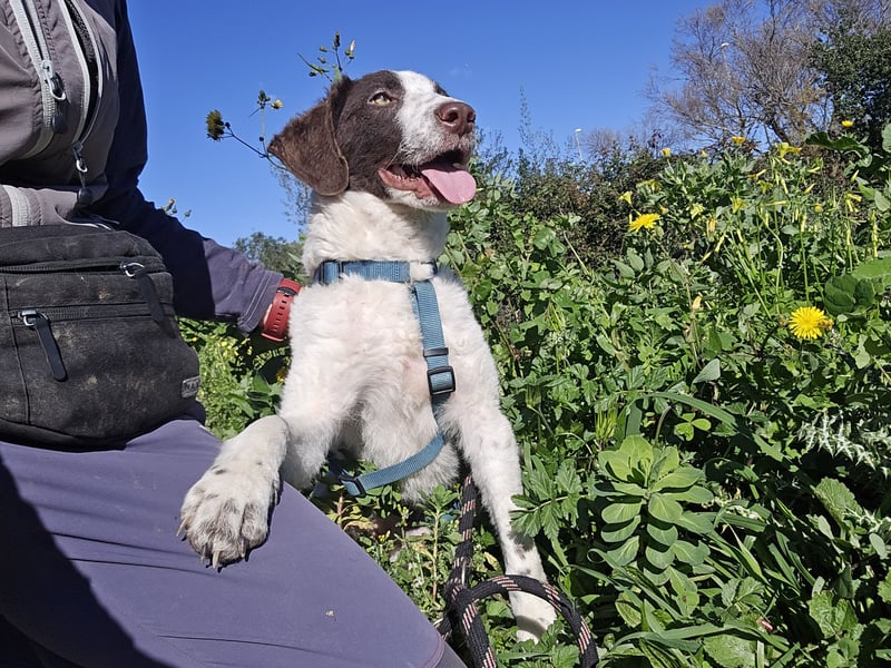 Befanino: er liebt Menschen über alles