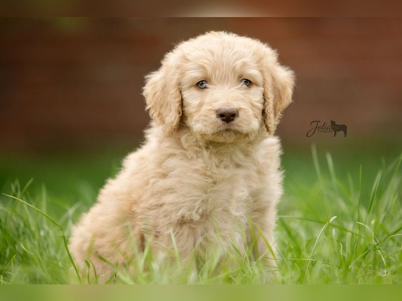 Labradoodle aus Familienaufzucht (Goldendoodle, Pudel, Doodle)