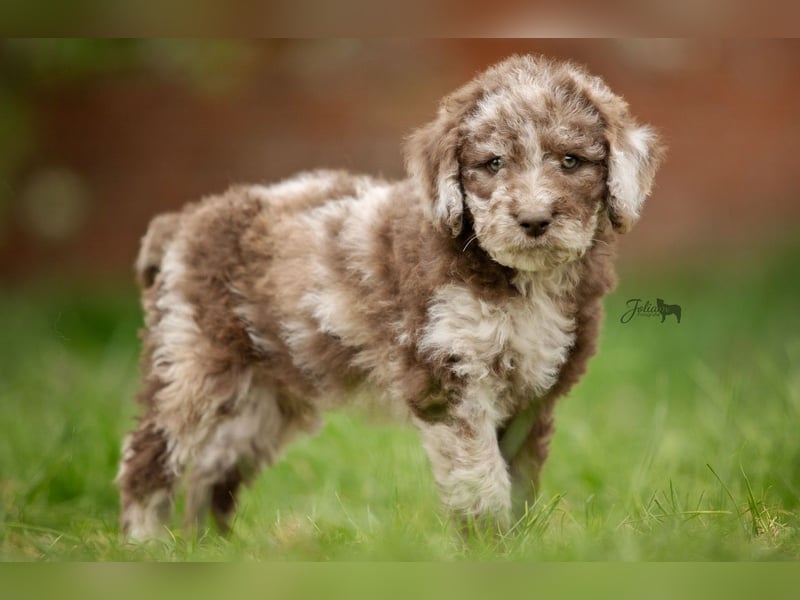 Labradoodle aus Familienaufzucht (Goldendoodle, Pudel, Doodle)