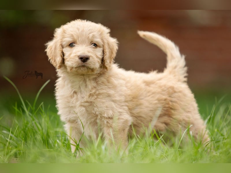 Labradoodle aus Familienaufzucht (Goldendoodle, Pudel, Doodle)