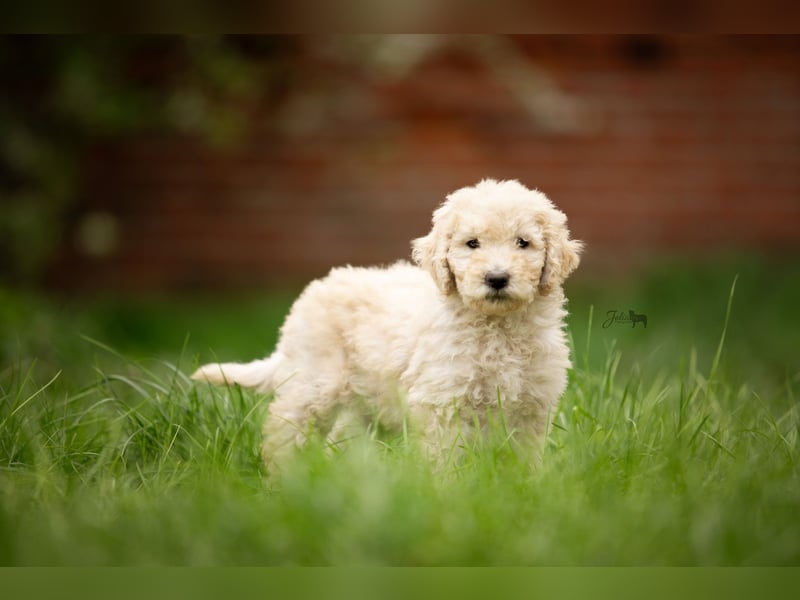Labradoodle aus Familienaufzucht (Goldendoodle, Pudel, Doodle)