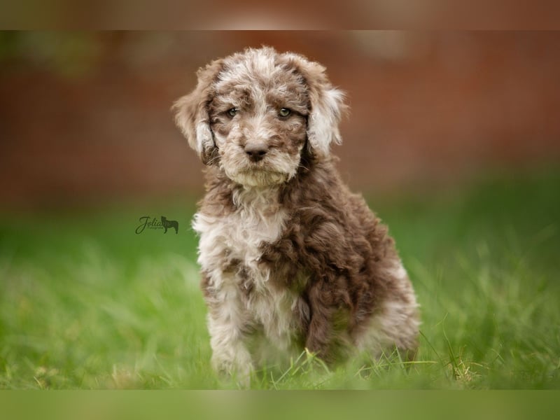 Labradoodle aus Familienaufzucht (Goldendoodle, Pudel, Doodle)
