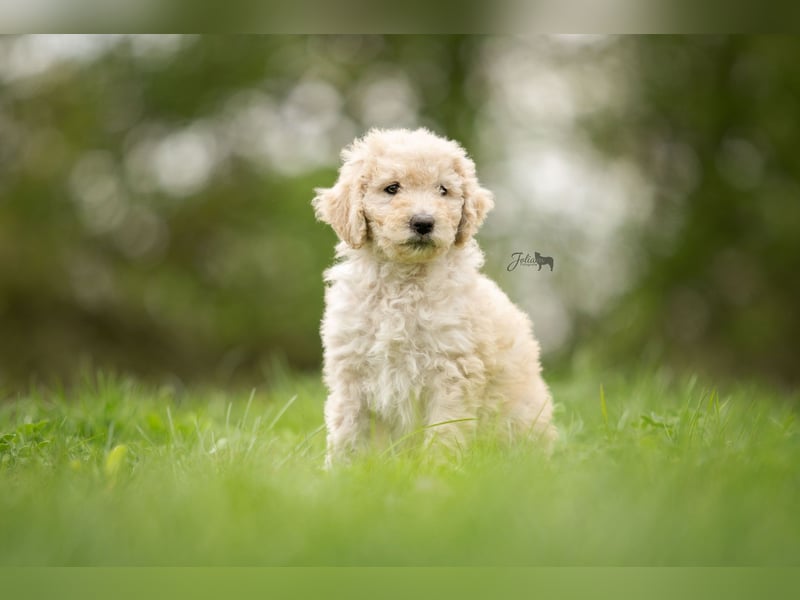 Labradoodle aus Familienaufzucht (Goldendoodle, Pudel, Doodle)
