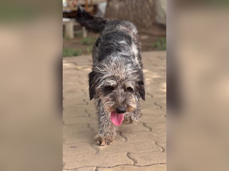 Teo, freundlicher Labradoodle geb. 06/2024