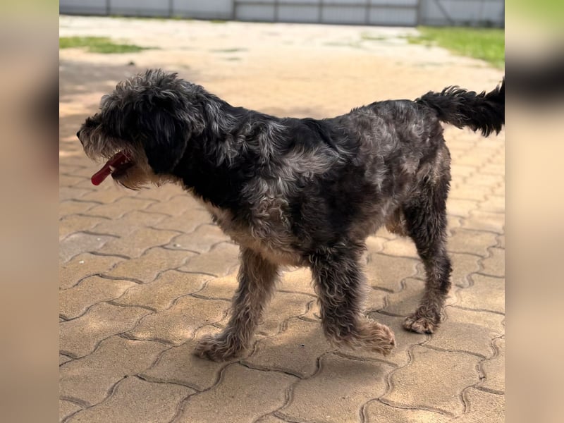 Teo, freundlicher Labradoodle geb. 06/2024