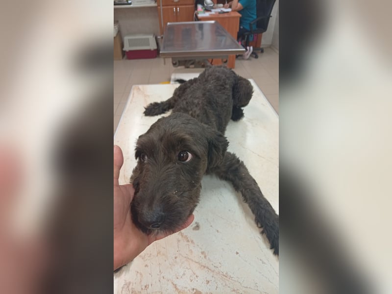 Pann, süße Labradoodle Mix Hündin geb. 09/2024