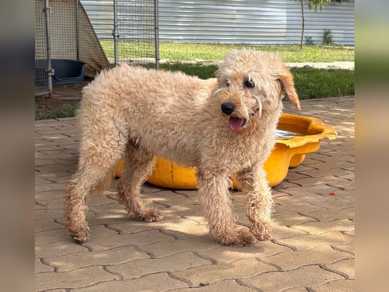 Timo, freundlicher Labradoodle  geb. 06/2024