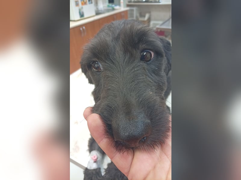 Pann, süße Labradoodle Mix Hündin geb. 09/2024