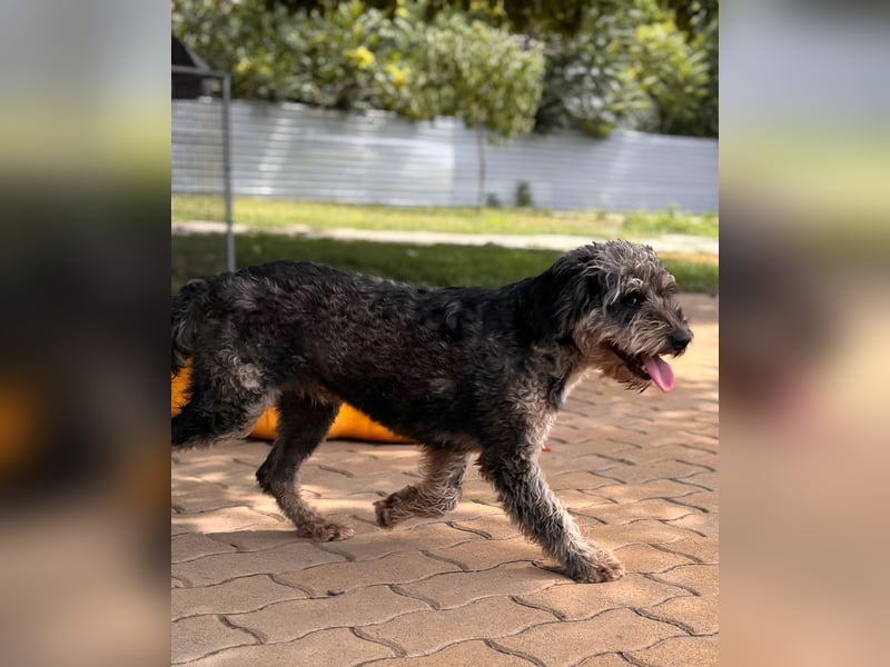 Teo, freundlicher Labradoodle geb. 06/2024