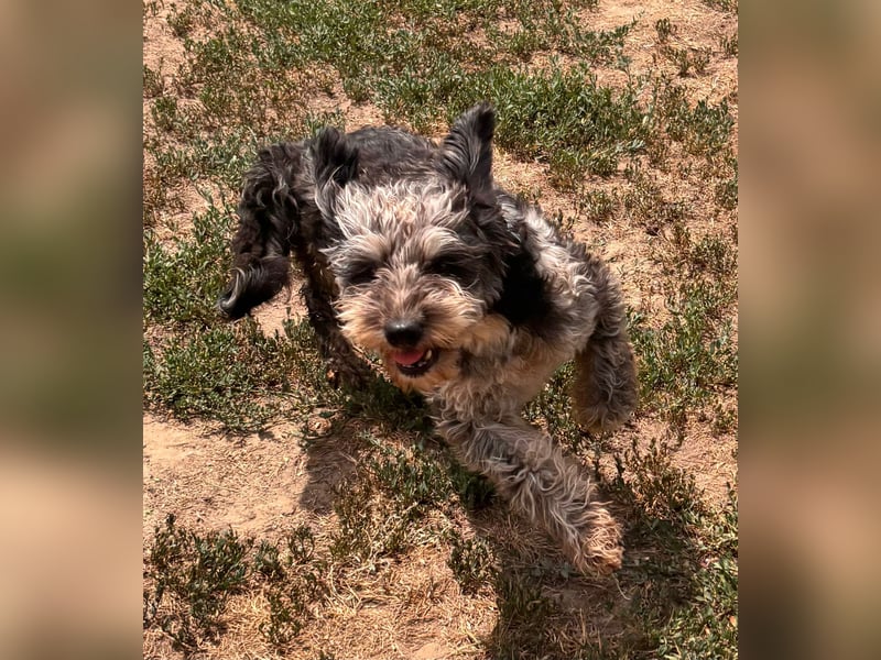 Teo, freundlicher Labradoodle geb. 06/2024