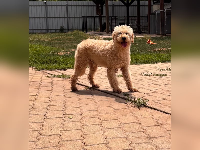 Timo, freundlicher Labradoodle  geb. 06/2024