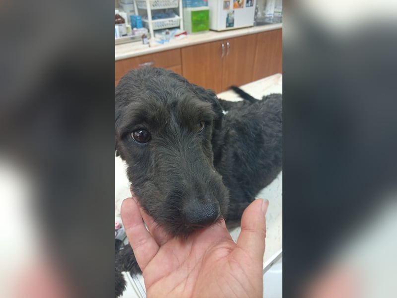 Pann, süße Labradoodle Mix Hündin geb. 09/2024