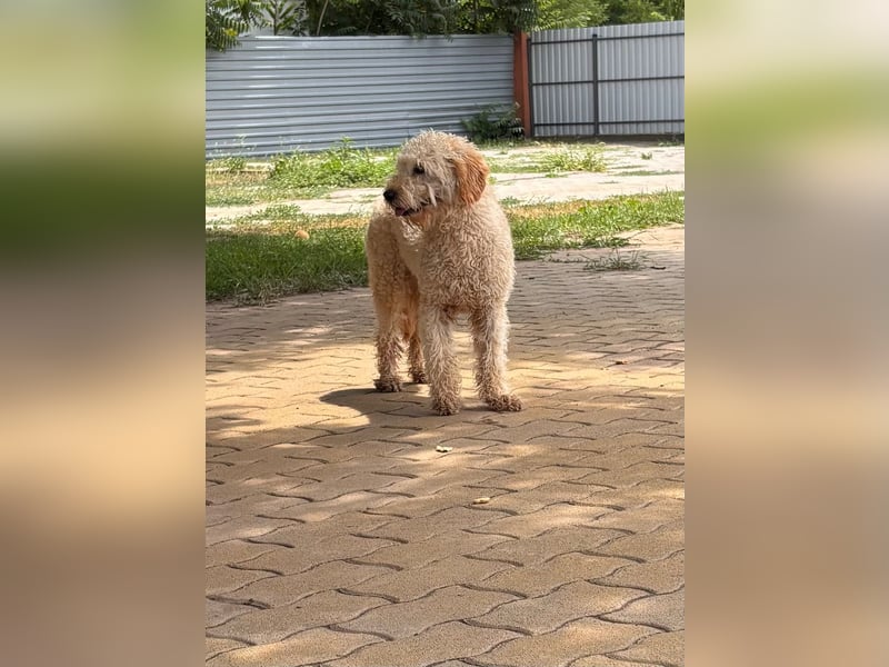 Timo, freundlicher Labradoodle  geb. 06/2024