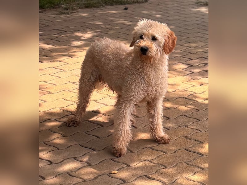 Timo, freundlicher Labradoodle  geb. 06/2024