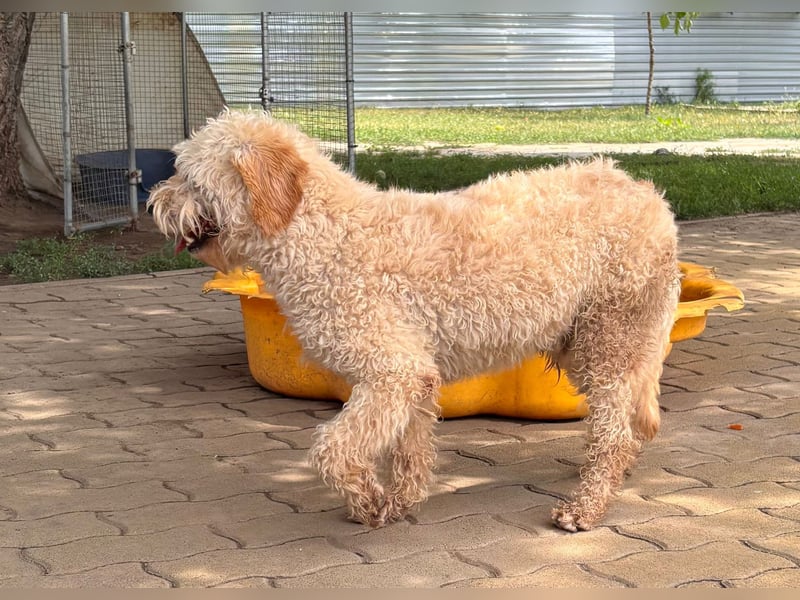 Timo, freundlicher Labradoodle  geb. 06/2024