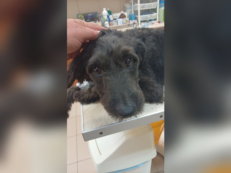 Pann, süße Labradoodle Mix Hündin geb. 09/2024
