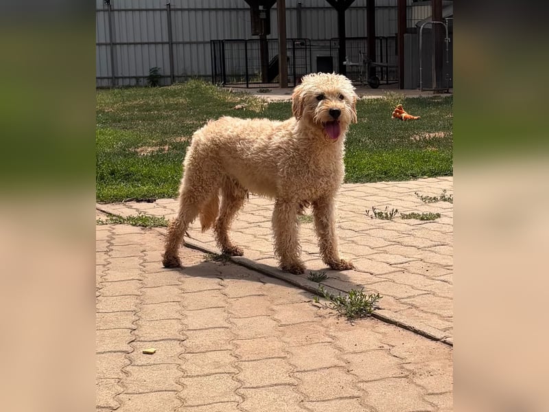 Timo, freundlicher Labradoodle  geb. 06/2024