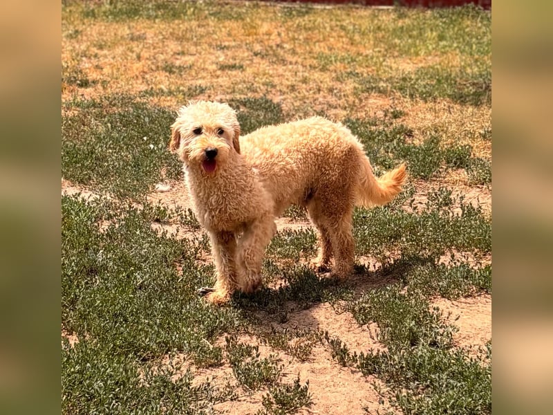 Timo, freundlicher Labradoodle  geb. 06/2024