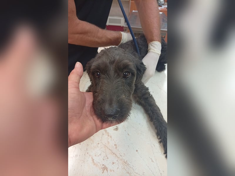 Pann, süße Labradoodle Mix Hündin geb. 09/2024