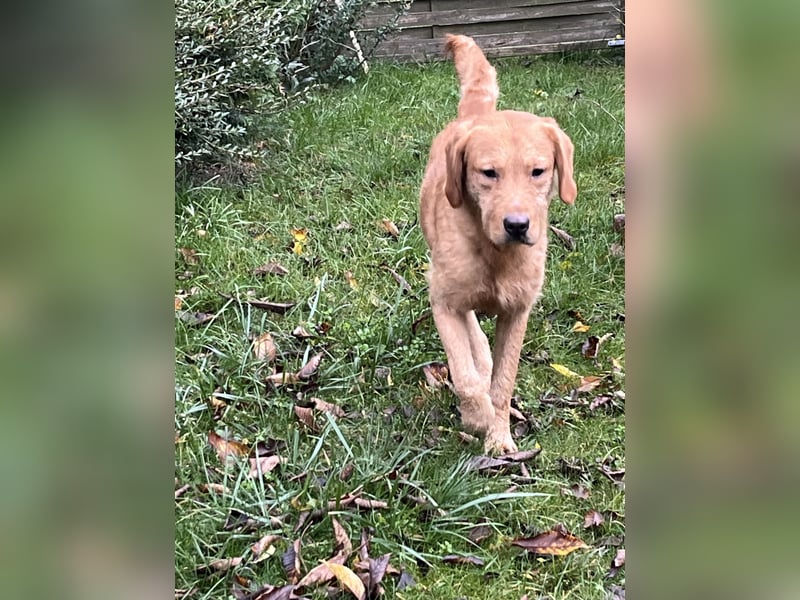 Labradoodle Rüde, foxred