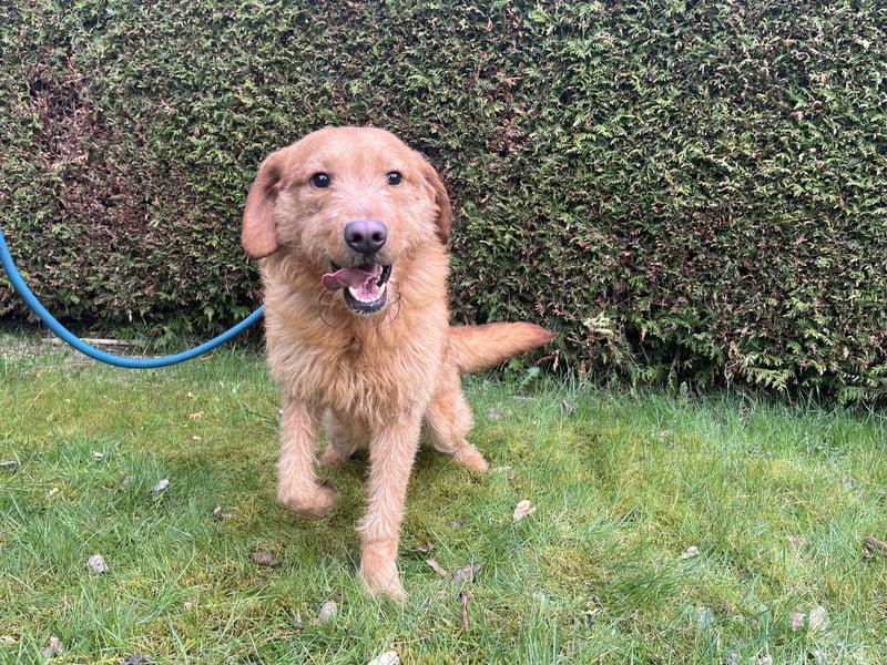 Labradoodle Rüde, foxred