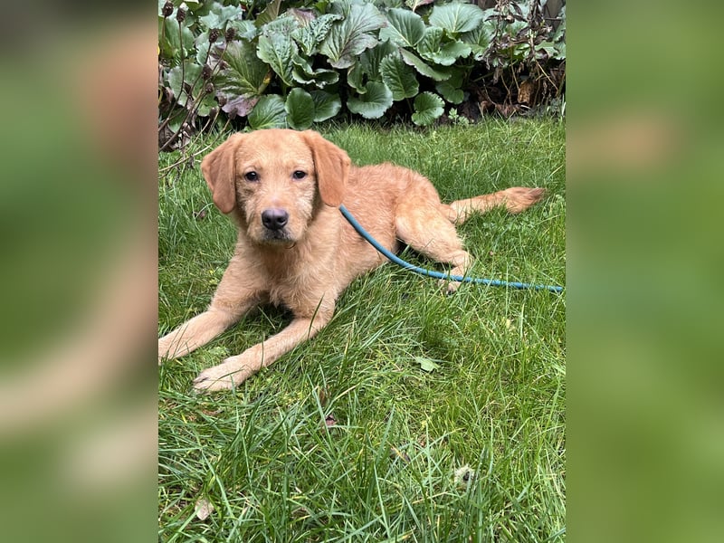 Labradoodle Rüde, foxred