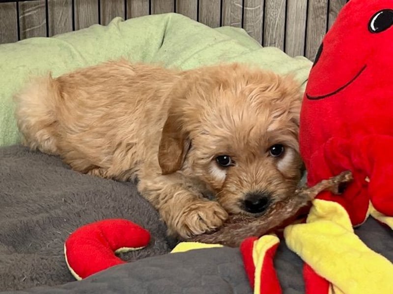 Labradoodlewelpen F1 in fawn/red & schwarz - abgabebereit ab 01.04.