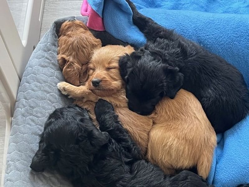 Labradoodlewelpen F1 in fawn/red & schwarz - abgabebereit Ende März