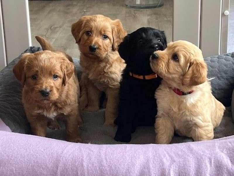 Labradoodlewelpen F1 in fawn/red & schwarz - abgabebereit Ende März
