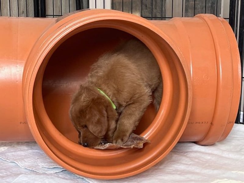 Labradoodlewelpen F1 in fawn/red & schwarz - abgabebereit ab 01.04.