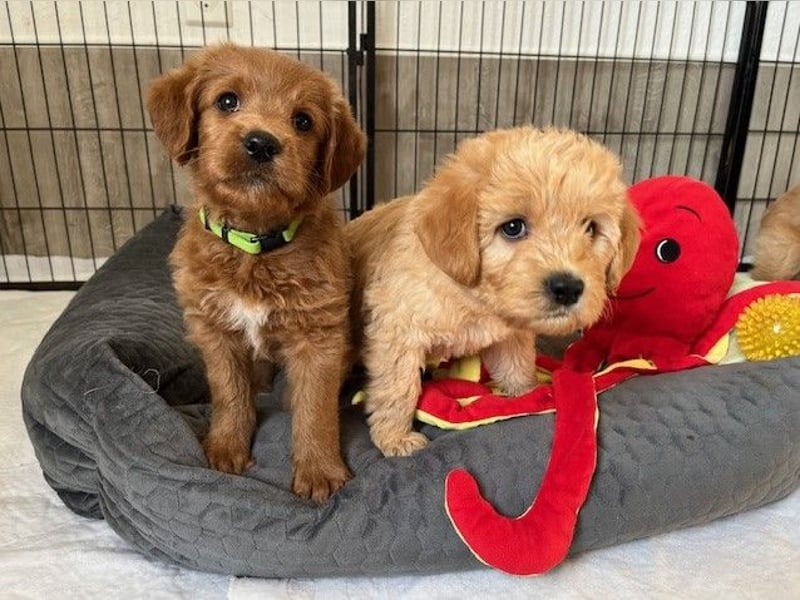 Labradoodlewelpen F1 in fawn/red & schwarz - abgabebereit ab 01.04.