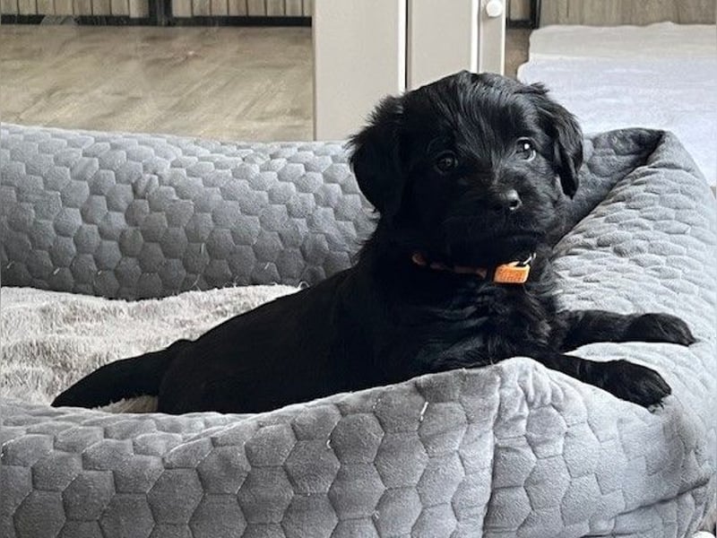 Labradoodlewelpen F1 in fawn/red & schwarz - abgabebereit Ende März