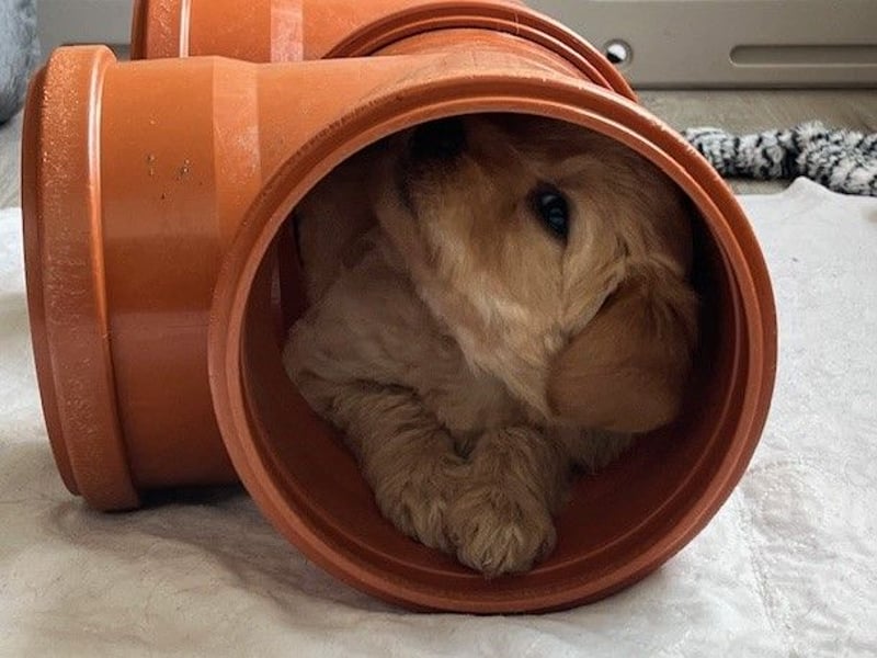 Labradoodlewelpen F1 in fawn/red & schwarz - abgabebereit Ende März