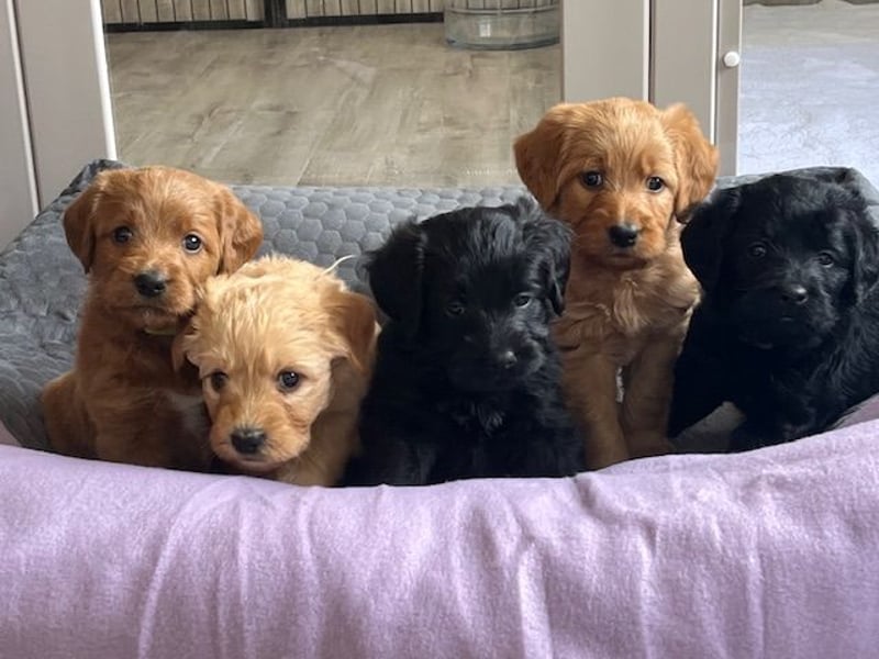 Labradoodlewelpen F1 in fawn/red & schwarz - abgabebereit Ende März