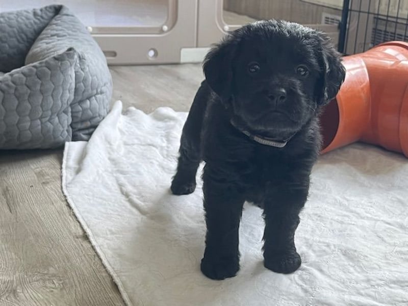 Labradoodlewelpen F1 in fawn/red & schwarz - abgabebereit Ende März