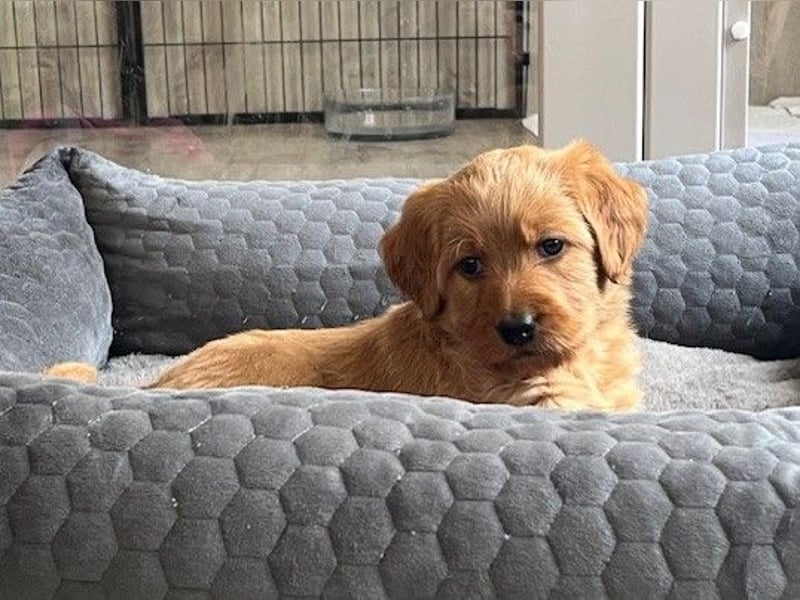 Labradoodlewelpen F1 in fawn/red & schwarz - abgabebereit Ende März