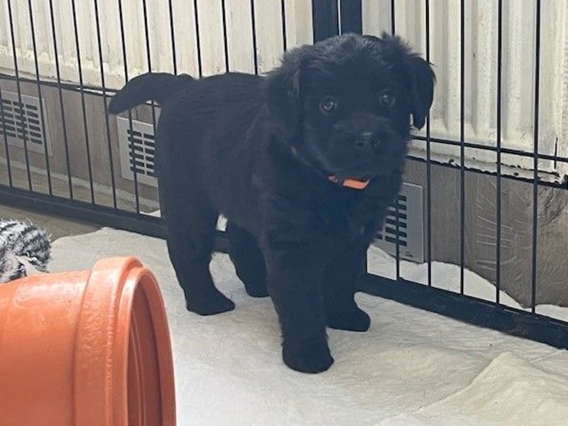 Labradoodlewelpen F1 in fawn/red & schwarz - abgabebereit Ende März