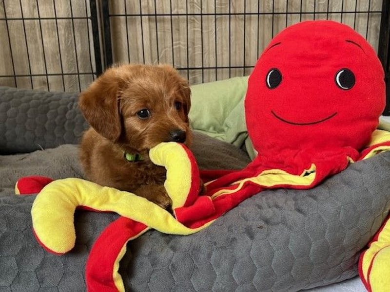 Labradoodlewelpen F1 in fawn/red & schwarz - abgabebereit ab 01.04.