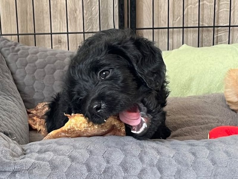 Labradoodlewelpen F1 in fawn/red & schwarz - abgabebereit ab 01.04.