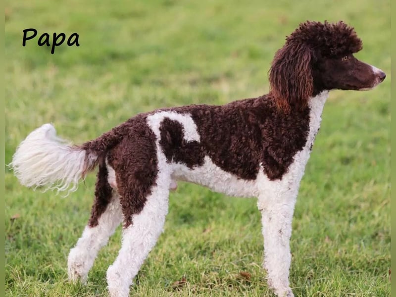 Labradoodlewelpen F1 in fawn/red & schwarz - abgabebereit Ende März