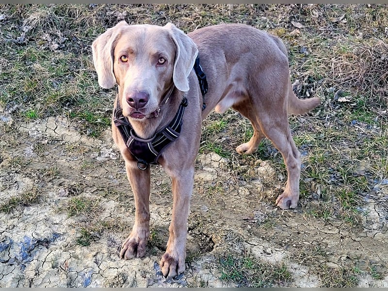 Deckrüde Labmaraner