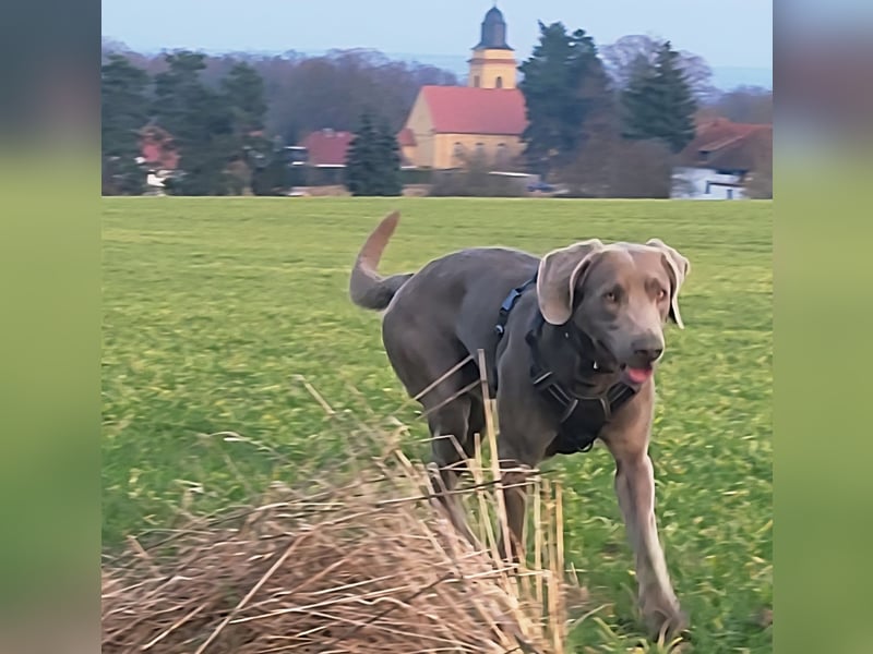 Deckrüde Labmaraner