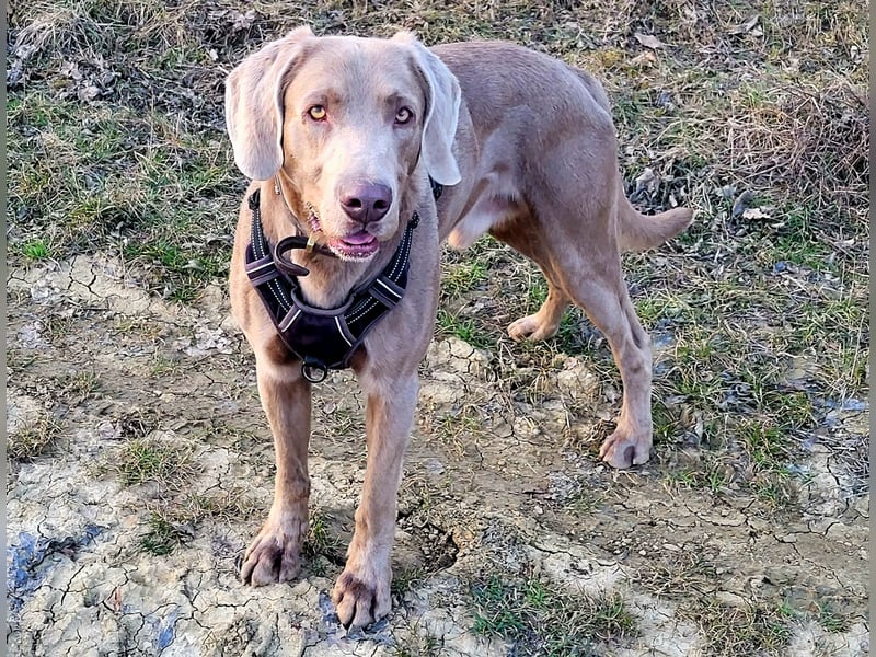 Deckrüde Labmaraner