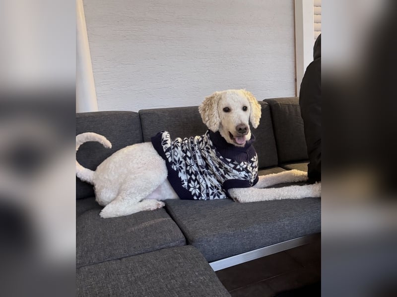 Pascha sucht ein liebevolles Zuhause