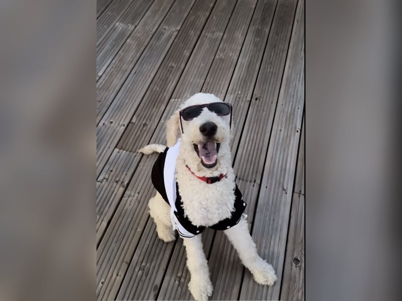 Pascha sucht ein liebevolles Zuhause