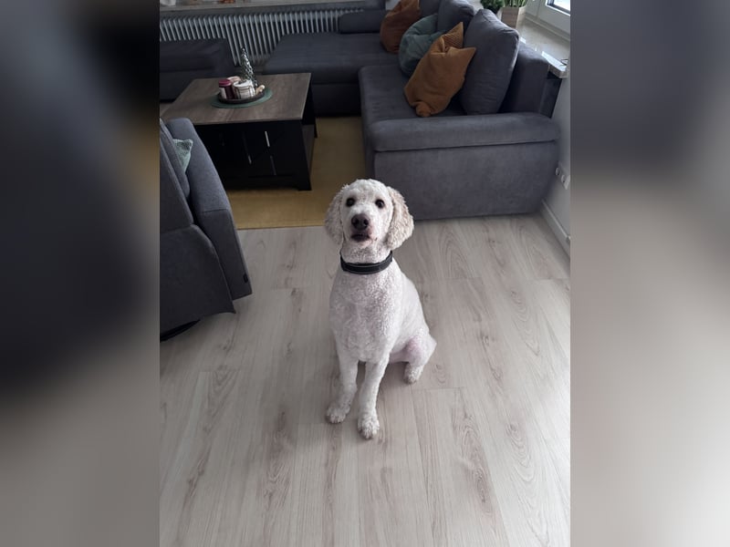 Pascha sucht ein liebevolles Zuhause