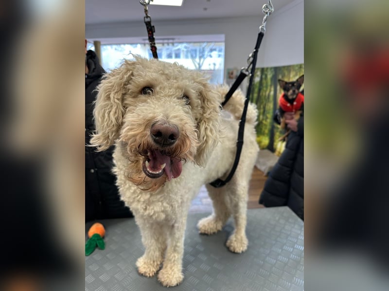 Pascha sucht ein liebevolles Zuhause