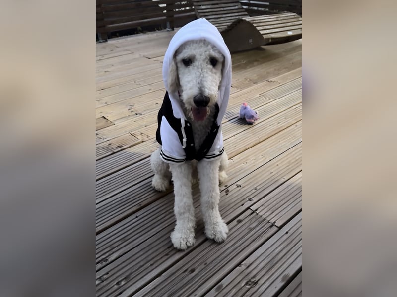 Pascha sucht ein liebevolles Zuhause